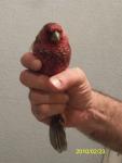 post-24514-1266953315_thumb.jpg