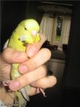 post-25002-1260460863_thumb.jpg