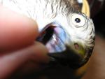 post-25473-1316507395_thumb.jpg