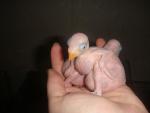 post-25716-1333814750_thumb.jpg