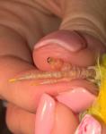 post-26465-1431805203_thumb.jpg