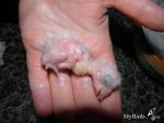 post-26954-1365401423_thumb.jpg