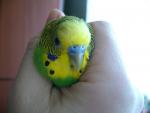 post-27625-1270915861_thumb.jpg