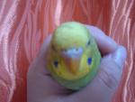post-27900-1272292668_thumb.jpg