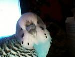 post-27984-1273412521_thumb.jpg