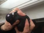 post-28556-1488710789_thumb.jpg