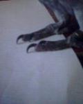 post-28830-1276957139_thumb.jpg