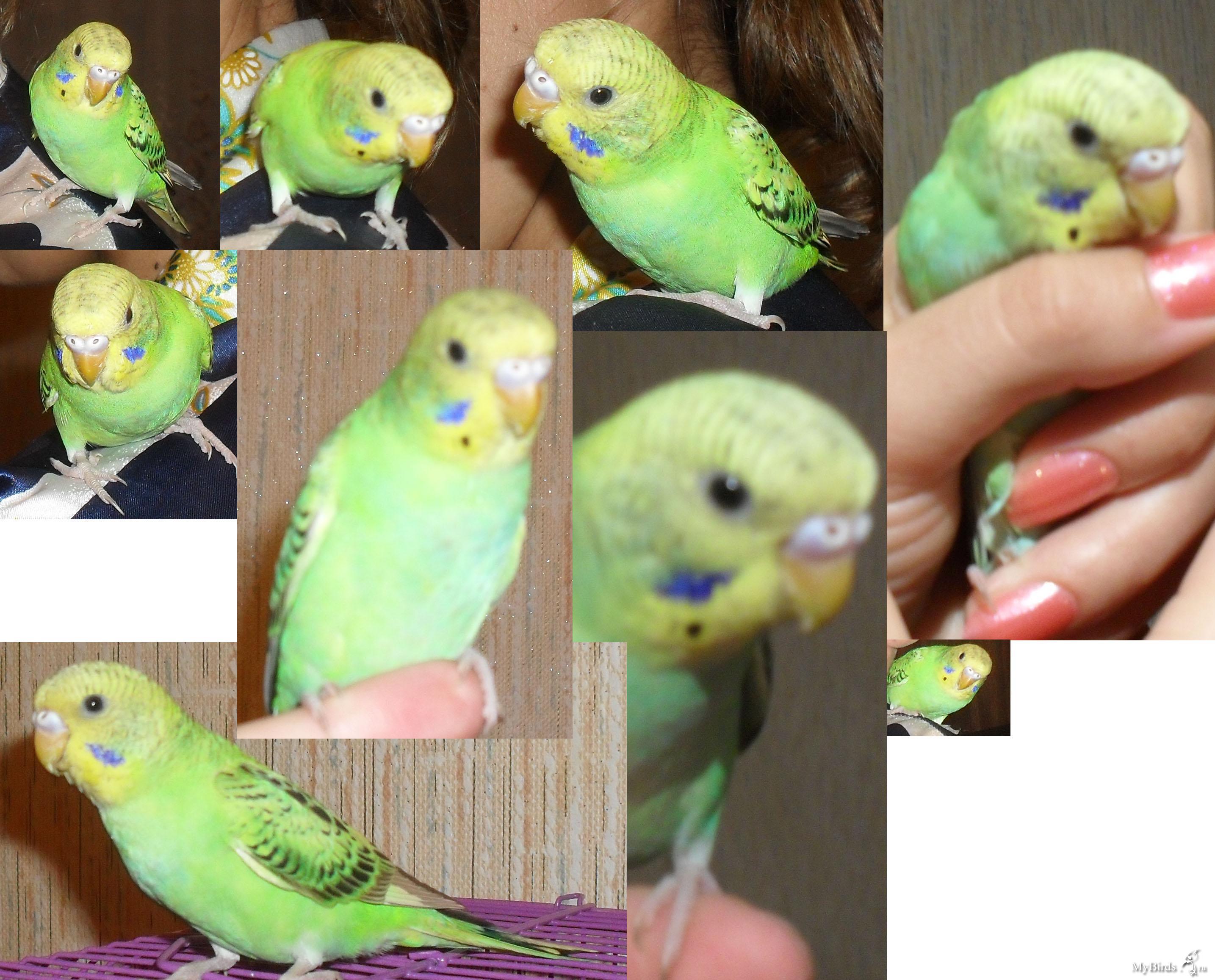 Как отличить волнистого. Пол попугая волнистого. Волнистый попугай 1.5 месяца. Пол волнистого попугайчика. Волнистый попугай 1 месяц.
