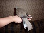 post-31518-1289312571_thumb.jpg