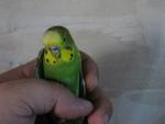 post-31745-1288529006_thumb.jpg