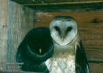 tyto_alba_11167.jpg