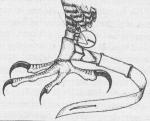 Beizjagd013.JPG