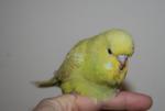 post-31943-1331274629_thumb.jpg