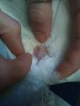 post-32475-1448202587_thumb.jpg
