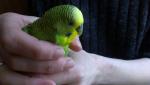 post-32550-1486811460_thumb.jpg