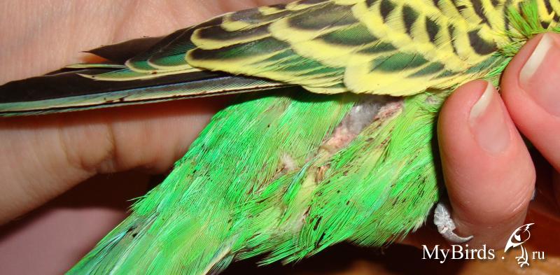 перелом крыла у попугая | Дзен