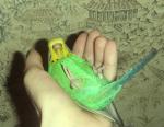 post-33686-1298158236_thumb.jpg