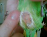 post-34667-1302104687_thumb.jpg
