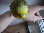 post-34759-1302611249_thumb.jpg