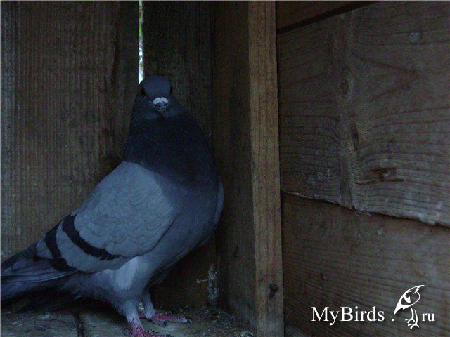 Подрезка клюва - Домашнее содержание голубей - Форумы Mybirds.ru - все о птицах