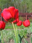 Red_tulips_23_s.jpg