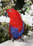 eclectus_1.jpg