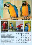 12_parrots_a3.jpg