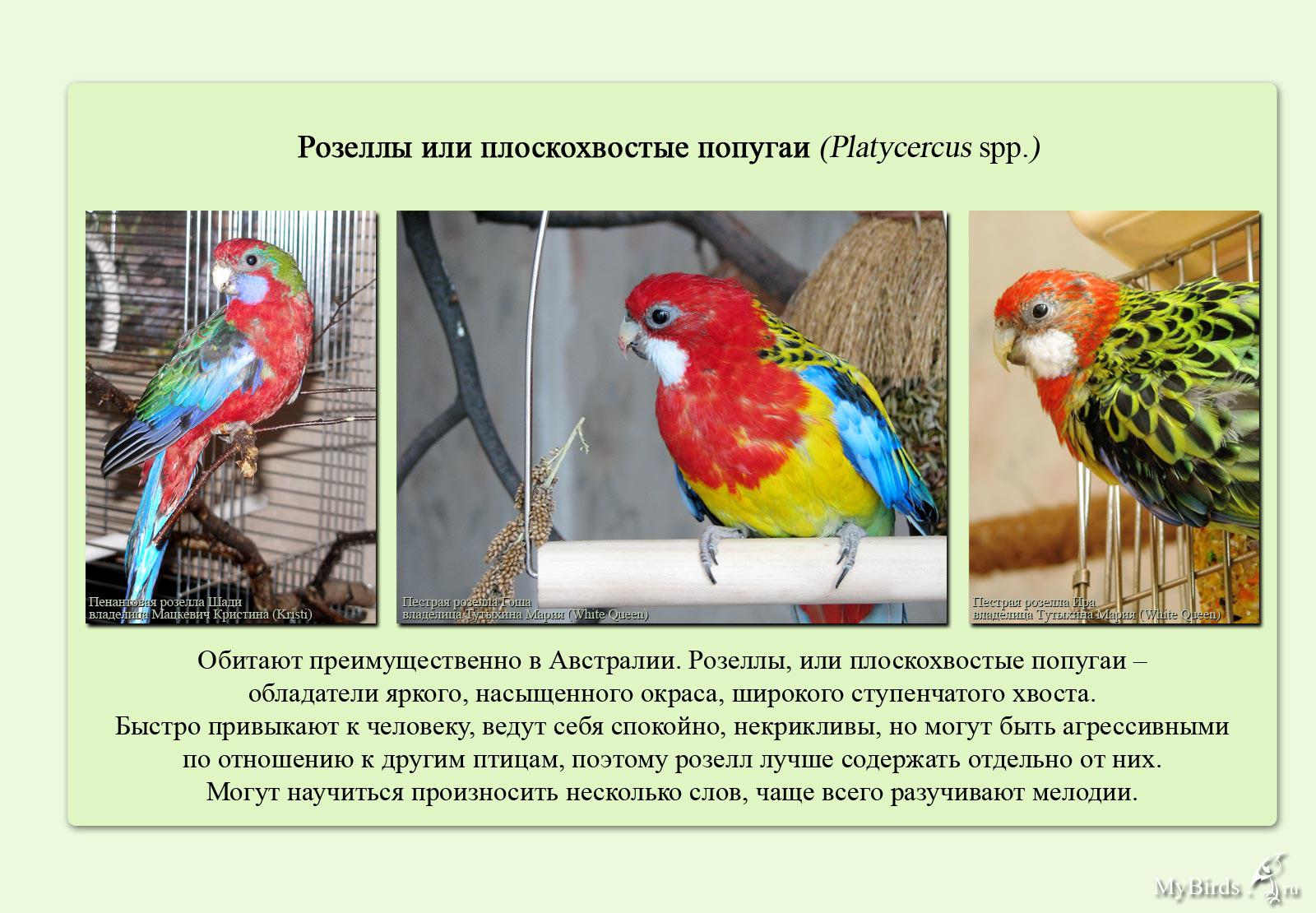 Содержание пестрый. Розелла Рубиновая попугай. Родина розеллы. Розелла самец или самка. Розелла самец самка.