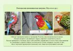 04_parrots_a5.jpg