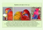 05_parrots_a5.jpg