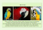 08_parrots_a5.jpg