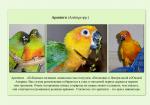 10_parrots_a5.jpg