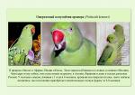 11_parrots_a5.jpg
