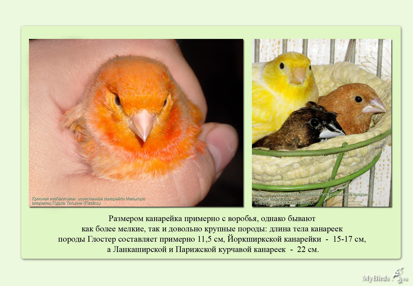 Развитие птенцов