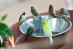 1006_Birds_0_219_s.jpg