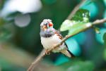 1006_Birds_09_054_s.jpg