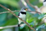 1006_Birds_12_166_s.jpg