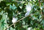 1006_Birds_1_207_s.jpg