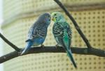 1006_Birds_1_096_s.jpg