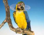 birdcollar.jpg