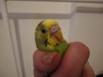post-36735-1363454755_thumb.jpg