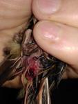 post-36955-1496215259_thumb.jpg