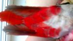 post-37901-1340874023_thumb.jpg
