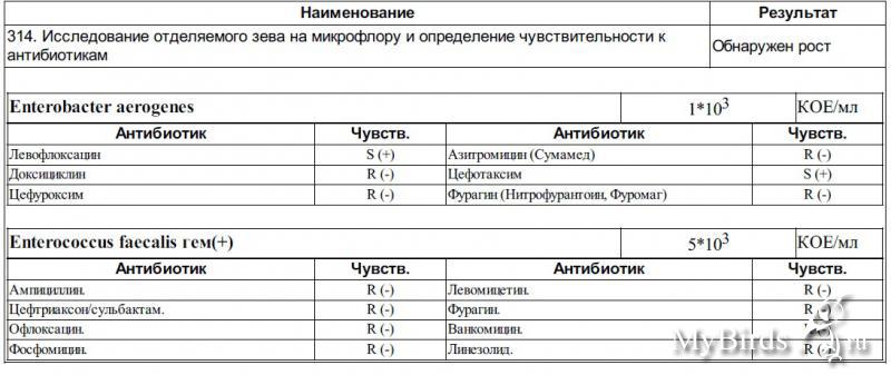 Мазок из зева на антибиотики. Мазок из зева на микрофлору и чувствительность. Мазок из глотки на микрофлору и чувствительность к антибиотикам.