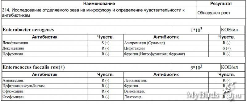 Мазок на чувствительность из зева