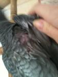 post-39194-1368522649_thumb.jpg