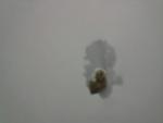 post-40031-1326911815_thumb.jpg