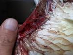post-40328-1505047569_thumb.jpg