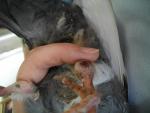 post-40568-1342608770_thumb.jpg