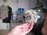 post-41254-1337163745_thumb.jpg